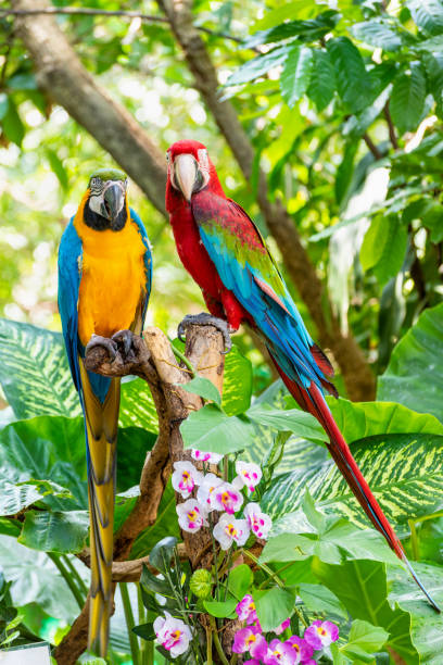 istock Colorful birds pair of Macaw 1207334706