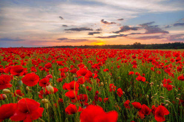 istock Poppies on green field on summer sunset 1207335551