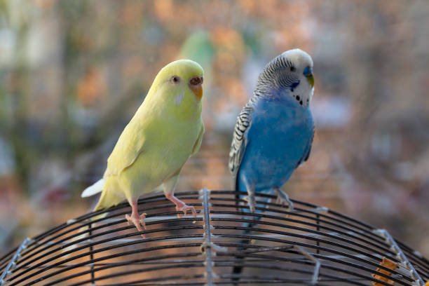 istock Two parrot sitting on the cage at the window. Birds 1207336051