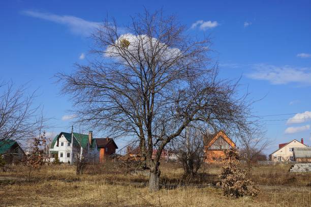 istock one big gray tree stands in dry grass in a field 1207336229