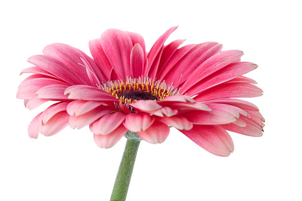 rosa gerbera blumen auf stielgrün - gerbera daisy stem flower head pink stock-fotos und bilder