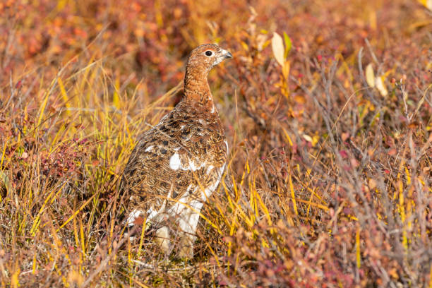 istock Willow Ptarmigan in Fall in Alaska 1207341398