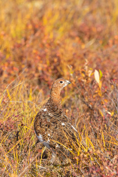 istock Willow Ptarmigan in Fall in Alaska 1207341474