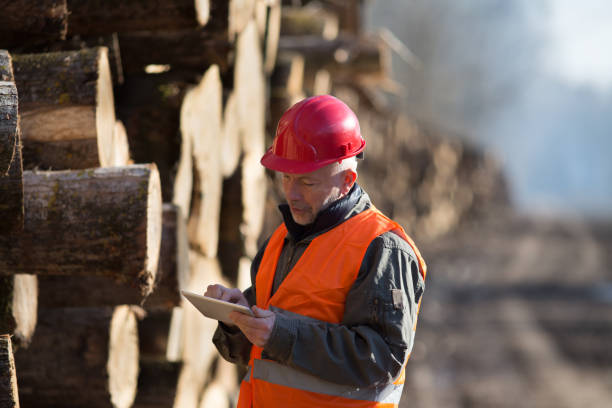 Lumber engineer looking at tablet Portrait of mature engineer working on tablet beside tree trunks lumberjack stock pictures, royalty-free photos & images