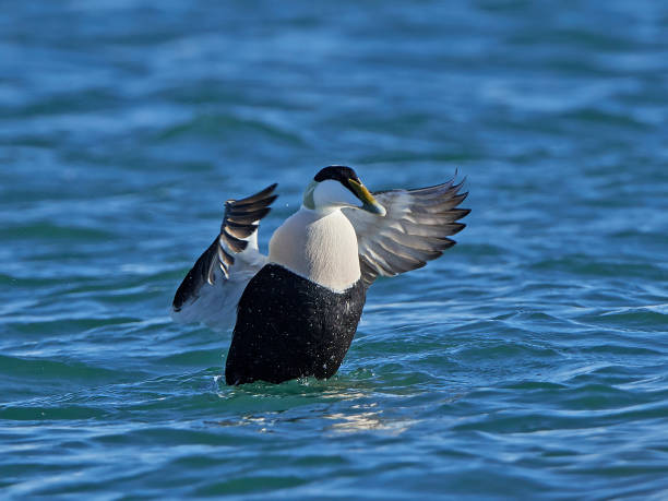 Common eider (Somateria mollissima) Common eider swimming in its natural habitat eider duck stock pictures, royalty-free photos & images