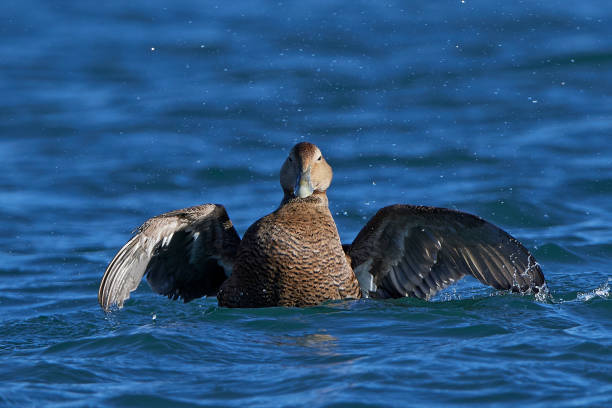 Common eider (Somateria mollissima) Common eider swimming in its natural habitat eider duck stock pictures, royalty-free photos & images