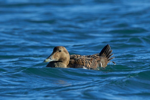 Common eider (Somateria mollissima) Common eider swimming in its natural habitat eider duck stock pictures, royalty-free photos & images