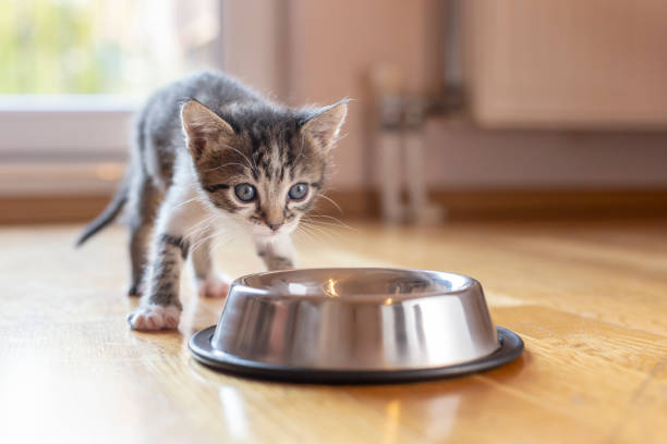 istock Baby cat licking milk from a bowl 1207344660