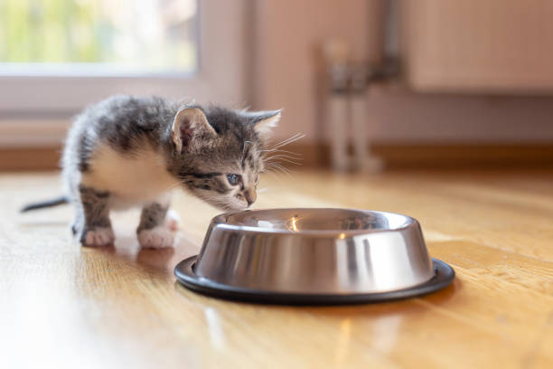 istock Kitten licking milk from a bowl 1207344680