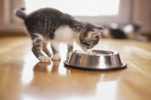istock Baby cat licking milk 1207344691