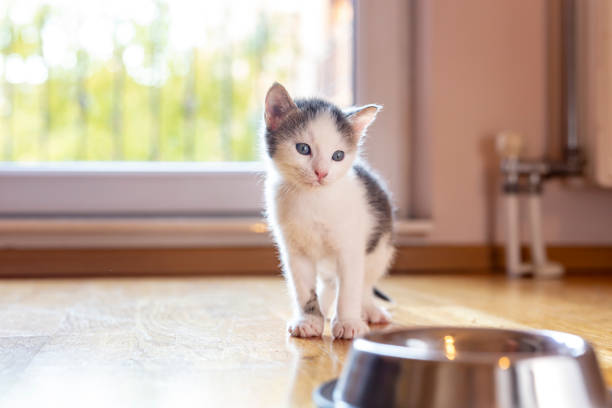 istock Kitten by the food bowl 1207344780