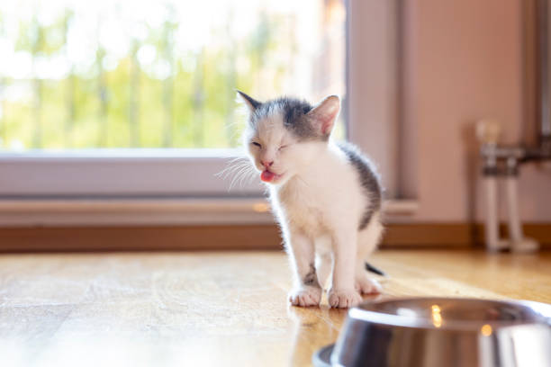 istock Kitten next to a bowl of food 1207344830