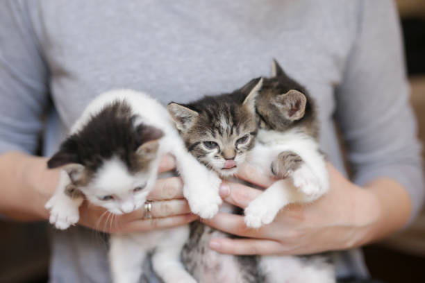 istock Woman holding three little kittens 1207344881