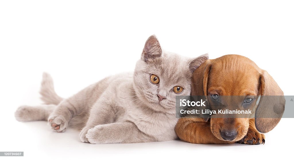 Lila una sensación de color y una red dachshund mascota - Foto de stock de Gato doméstico libre de derechos
