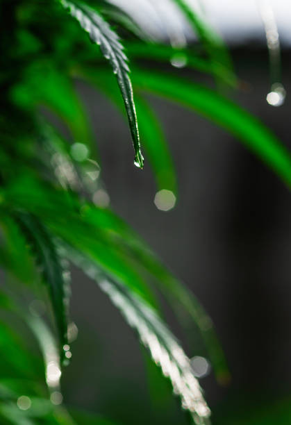 water droplets on the tips of cannabis leaves after rain. - water weed imagens e fotografias de stock