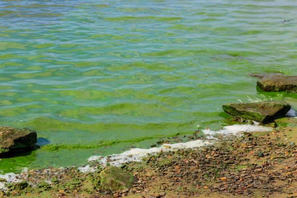 florescendo água verde. rio poluído de algas verdes - algae slimy green water - fotografias e filmes do acervo