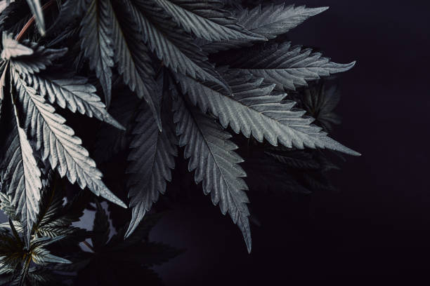 istock marijuana leaves plants wallpaper 1207346890
