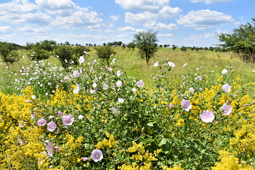 Poppy flowers in the crop field