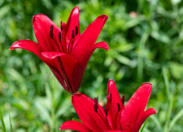 istock The red-leaved flower in the garden 1207350547