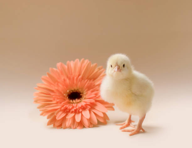 immagine di un pollo appena nato e soffici sullo sfondo di un fiore di gerbera. - baby chicken human hand young bird bird foto e immagini stock