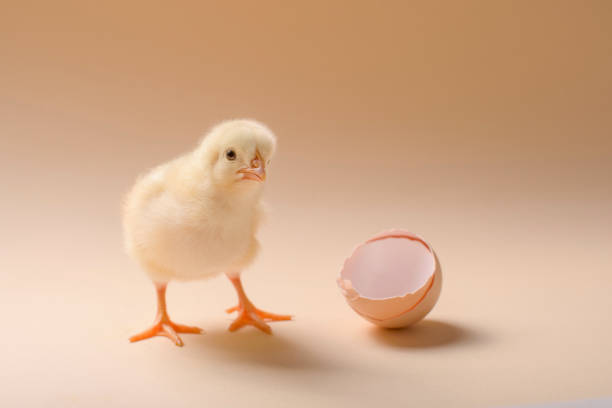 istock Image of a newborn fluffy fledgling chicken next to the eggshell. 1207350905