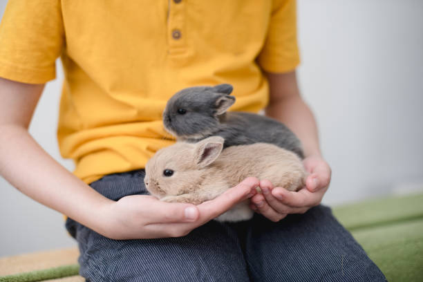 istock Two bunny babies in the hands of the boy. 1207350993