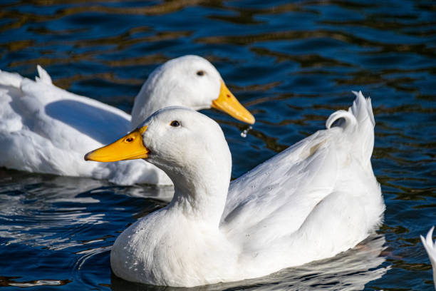 istock White pekin ducks swimming on a lake 1207353213