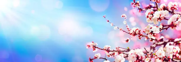 Blooming In Spring - Almond Blossoms In Sunny Sky