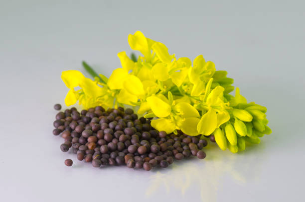 istock Brown Mustard flower and seeds on white background 1207355070