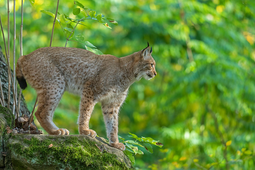 Eurasian lynx standing on a rock.