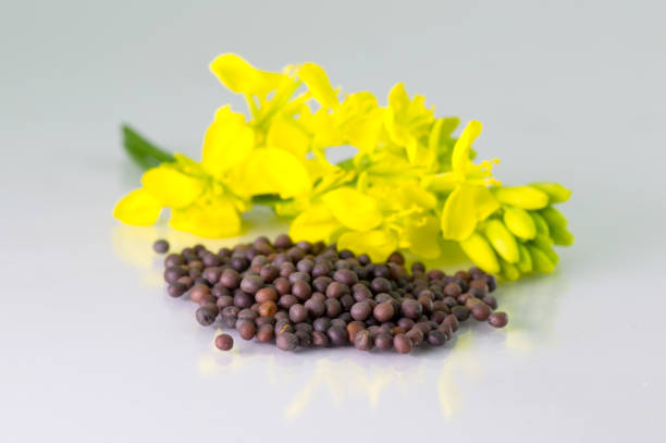 istock Brown Mustard flower and seeds on white background 1207355123