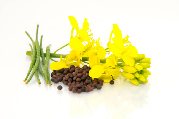 istock Brown Mustard flower and seeds on white background 1207355154