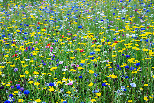 Spring Wild Flower English Meadow