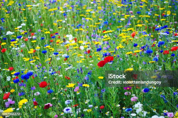 Primavera Flor Salvaje Prado Inglés Foto de stock y más banco de imágenes de Flor silvestre - Flor silvestre, Reino Unido, Amapola - Planta - iStock Primavera Flor Salvaje Prado Inglés Foto de stock y más banco de imágenes de Flor silvestre - Flor silvestre, Reino Unido, Amapola - Planta - iStock