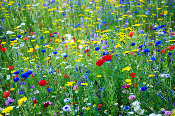 istock Spring Wild Flower English Meadow 1207355272