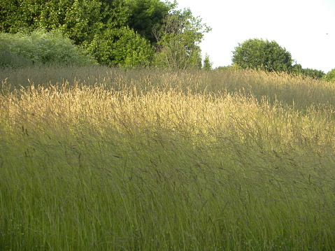 Foxtail grass catches the late afternoon sun in mid-June on a hillside in Worthington, Ohio.