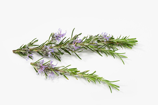 Fresh rosemary branch with blooming flowers isolated on white background. Rosmarinus officinalis