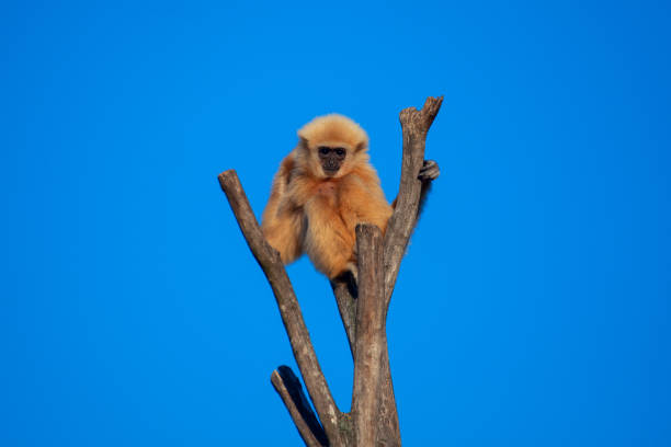 gibbon femmina - rainforest austria nature tree foto e immagini stock