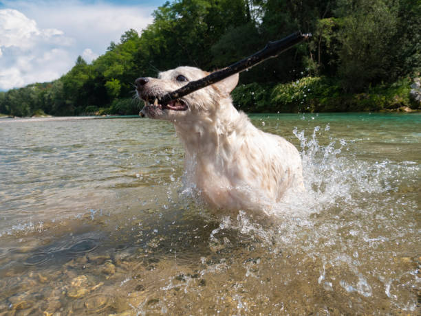 Dog brings the stick fallen into the river