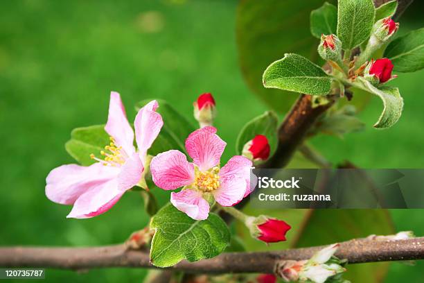 Manzana Cerezos En Flor Foto de stock y más banco de imágenes de Aire libre - Aire libre, Belleza de la naturaleza, Brote