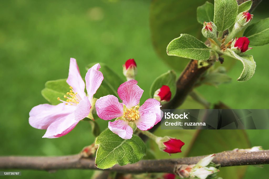 Fleurs de pomme - Photo de Arbre libre de droits