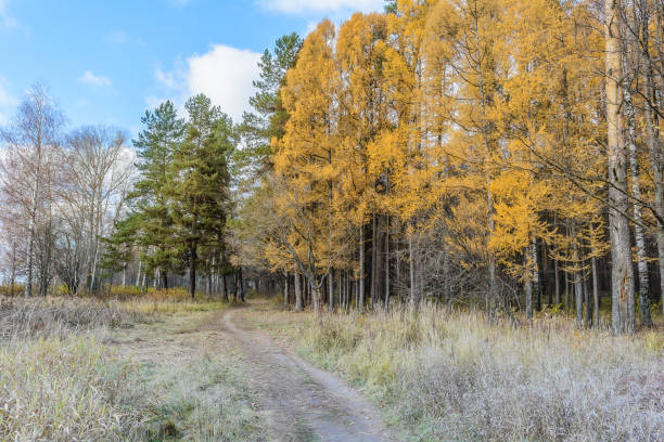 Late autumn in the forest Path in the forest birch gold group review completed stock pictures, royalty-free photos & images