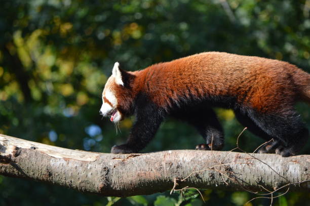 istock Red Panda on the Prowl 1207358406