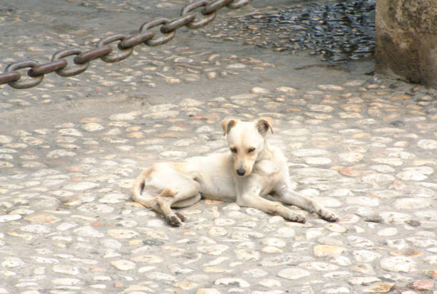 istock Greek island Dog 1207359147