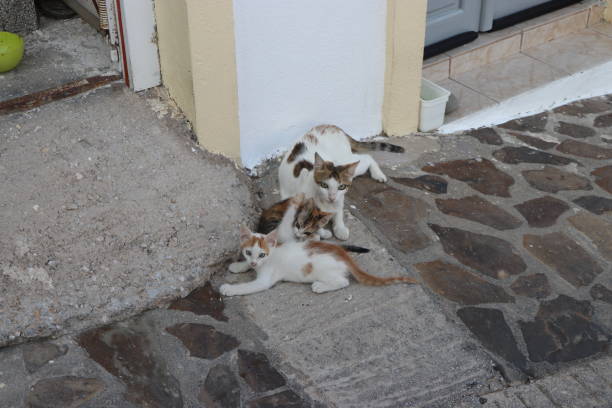 istock Greek Island Cats 1207359372