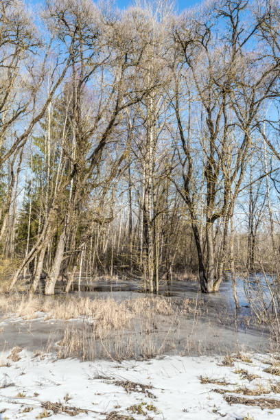 Spring landscape with trees and thawed on the river bank. Spring flood in the wild forest, with the trees reflecting in the water. Melting snow and ice on the swamp.