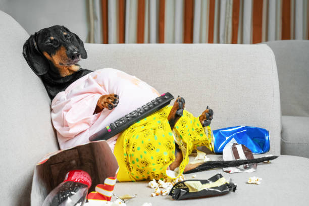 tłusty pies kanapa ziemniaka jedzenie popcorn, czekolada, fast food i zasnął oglądania telewizji. parodia leniwego człowieka. - remote dog control animal zdjęcia i obrazy z banku zdjęć
