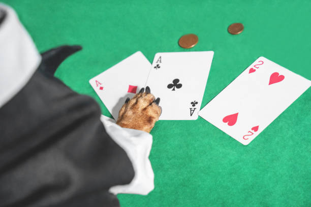 fermez-vous vers le haut de la patte de chien avec trois cartes et quelques pièces de monnaie sur la table verte pour jouer des cartes. chien utilisant le costume noir et tan, pousse conceptuelle drôle. - smoking issues photos photos et images de collection