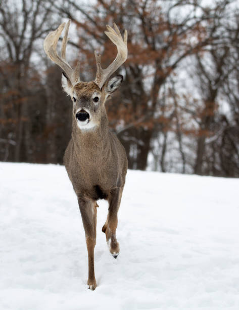 1,600+ White Tailed Deer Buck In Winter Stock Photos, Pictures ...