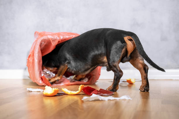 Cute dachshund dog, black and tan,  pushed and climbed into the garbage can at home. naughty puppy. stock photo
